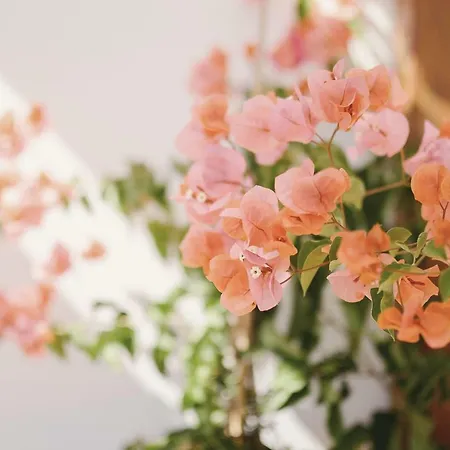 The Salt House Dom wakacyjny *